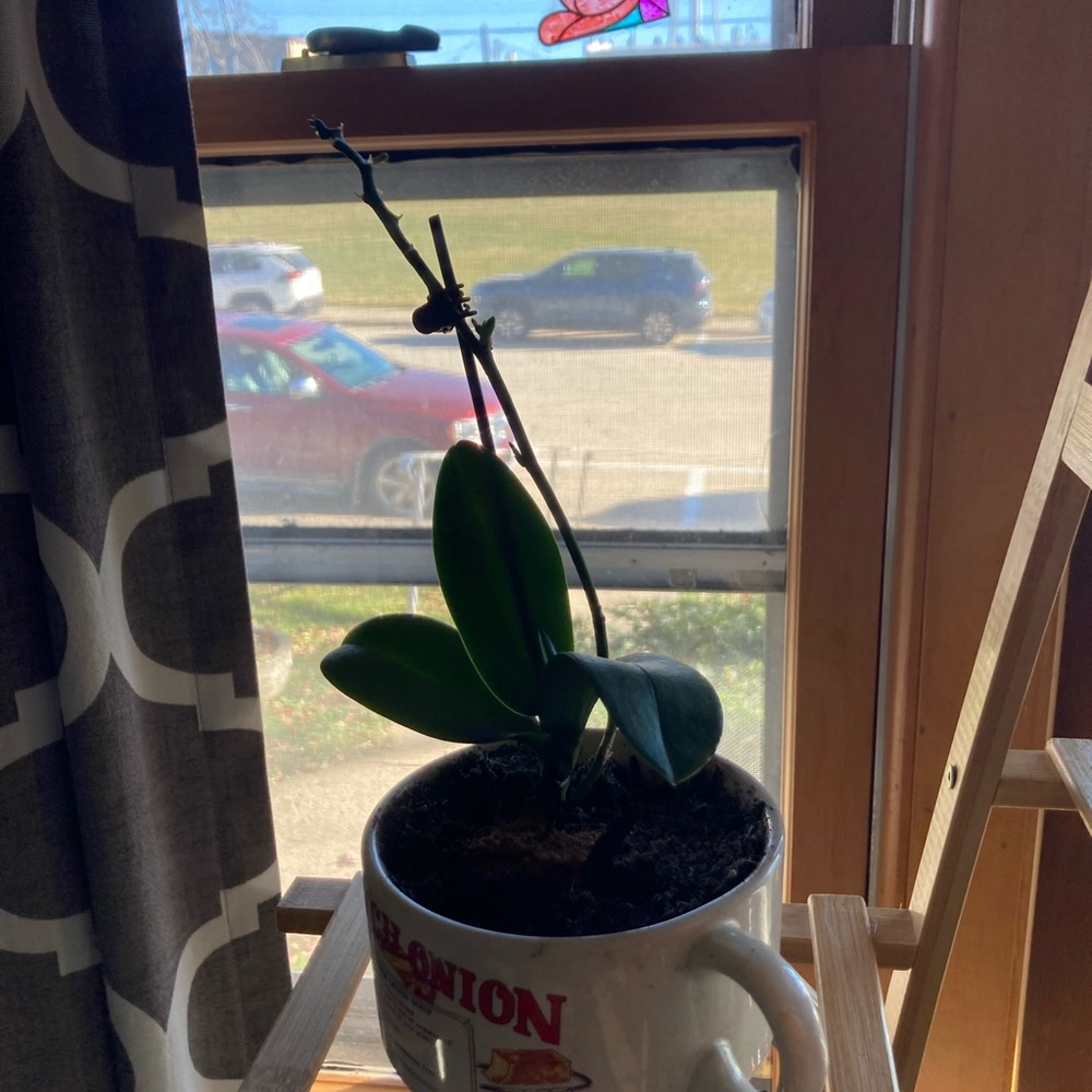 Green Orchid Plant in Decorative Mug